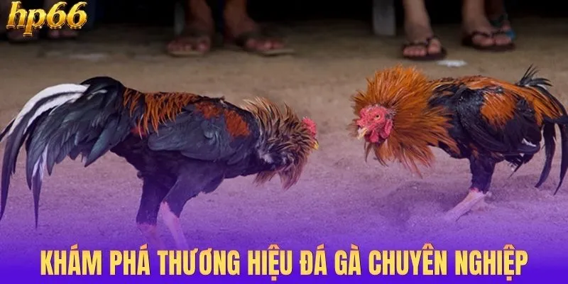 Khám phá thương hiệu đá gà chuyên nghiệp