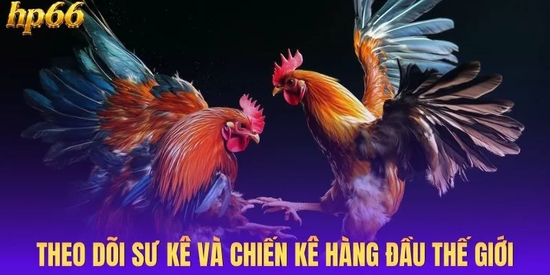 Theo dõi sư kê và chiến kê hàng đầu thế giới